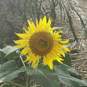 Meet your Posher, Ann